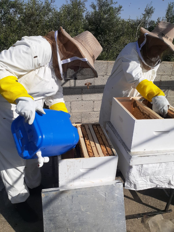 مبادرة النحل